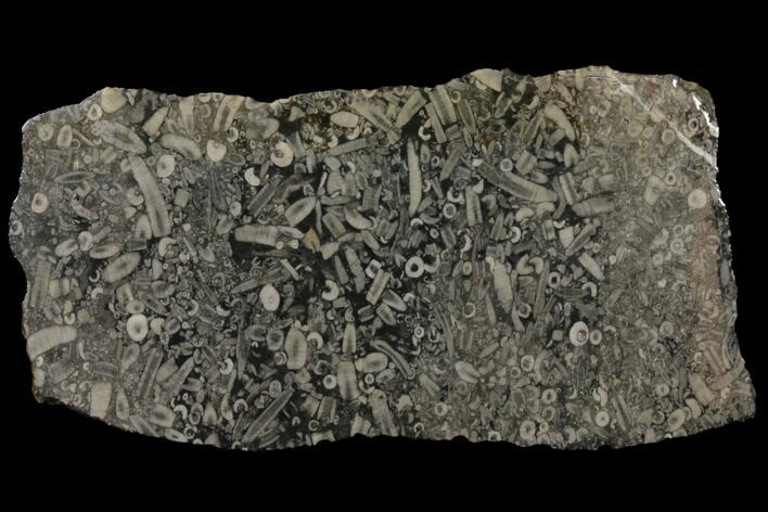 Fossil Crinoid Stems In Limestone Slab #130399